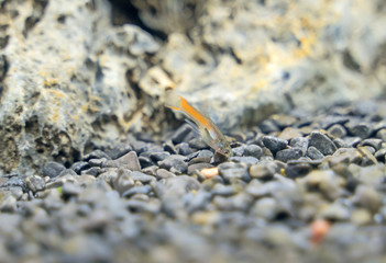 Guppy endler in freshwater aquarium. Poecilia reticulata.