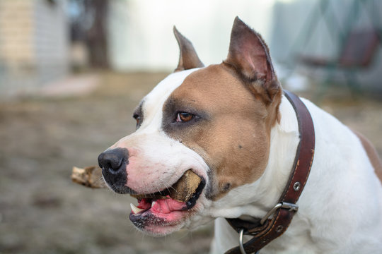 A young dog of the breed American Staffordshire Terrier plays with a wooden stick