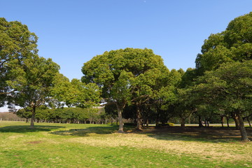公園の草原の楠と青空