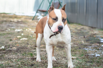 Angry Pitbull American Bully. Strong and beautiful American staffordshire terrier male portrait outside