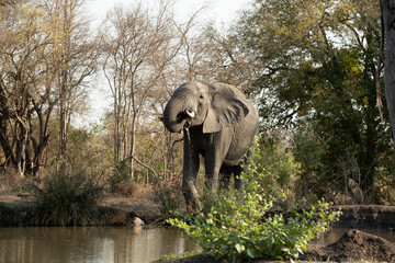Elephant at watering hole