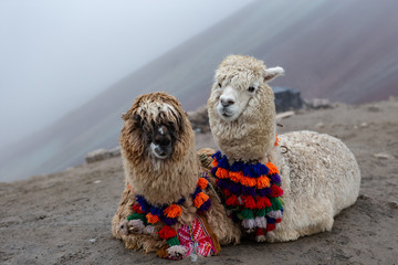 Zwei verkleidete Alpakas warten auf dem Gipfel des Berges Vinicunca/Rainbow auf Touristen, die sie an einem bewölkten Tag streicheln
