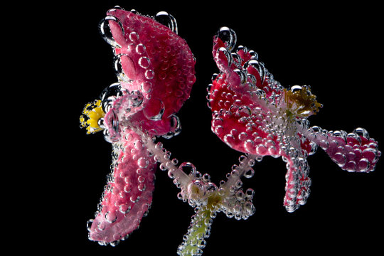 Pink Flowers Begonias Under Water Isolated