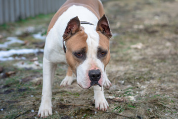 Angry Pitbull American Bully. Strong and beautiful American staffordshire terrier male portrait outside