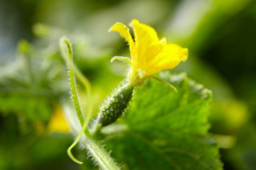 Gherkin ovary, yellow flower, blooming cucumber, growing vegetables