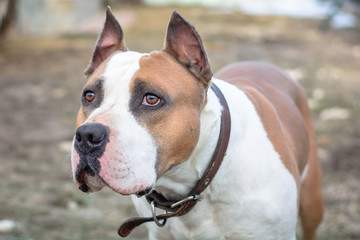 Angry Pitbull American Bully. Strong and beautiful American staffordshire terrier male portrait outside