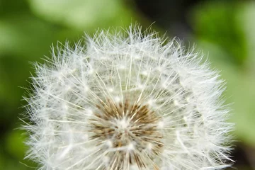 Fotobehang white soft dandelion spring flower © mikeosphoto