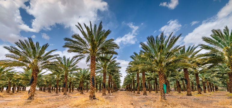 Plantation of date palms, Middle East agriculture industry in desert areas