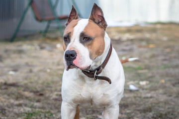 Angry Pitbull American Bully. Strong and beautiful American staffordshire terrier male portrait outside