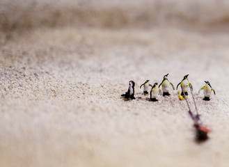 group of pinguins 