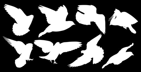 eight isolated white doves silhouettes