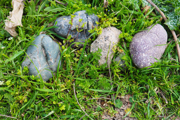 Stones on the grass