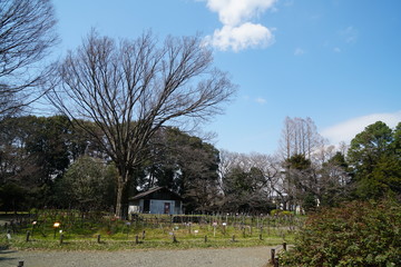 早春の自然公園