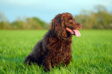 Fototapeta premium Gun dog in field