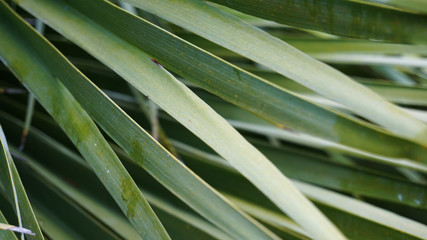 Obraz premium Green leaves