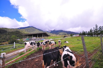 Scenery view cattles at Desa Dairy Farm, Kundasang Sabah during beautiful foggy morning - Image