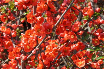 ボケの花