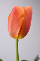 tulip isolated on white background