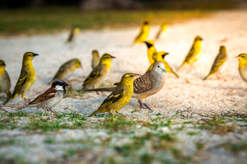 tropical birds on the beach during sunset