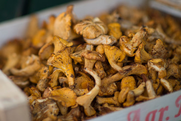 Close-up of yellow golden chanterelle (cantharellus cibarius), also called fresh girolles
