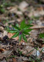 Forest flowers