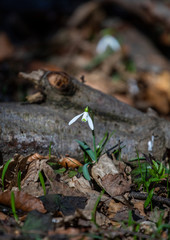 Snowdrop