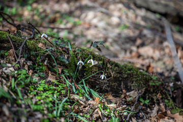 Snowdrops