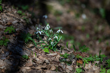 Snowdrops