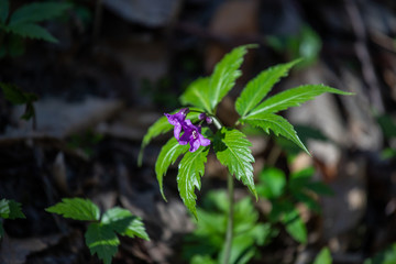 Forest flowers