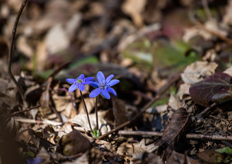 Spring blue flowers