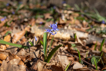 Spring blue flowers