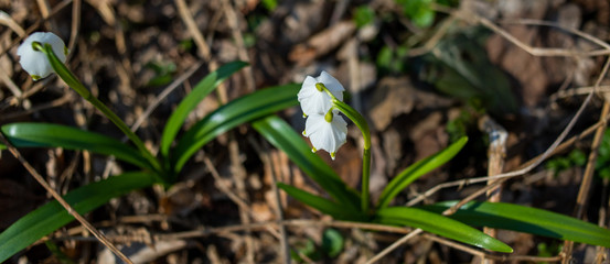 Snowdrops 