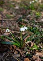 Snowdrops 