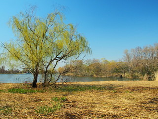 枝垂れ柳のある水元公園池畔風景