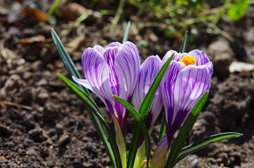 purple primroses spring background. Crocus King of striped. Dutch crocus