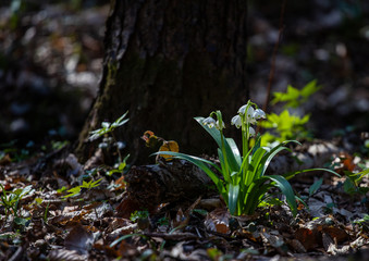 Snowdrops 