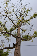 Hog plum tree (scientific name: Spondias pinnata)