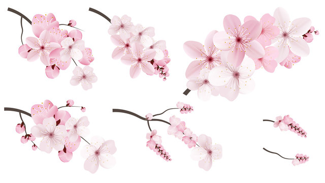 Dark and light pink sakura  flowers.