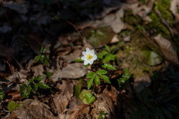 Anemone flowers