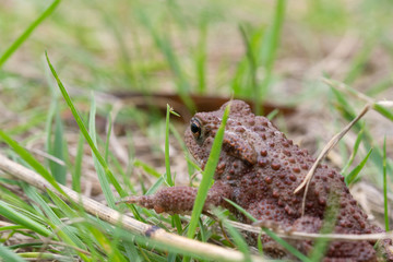 frog in the grass
