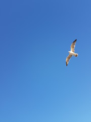 푸른 하늘 갈매기