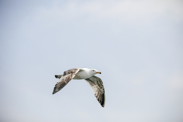 Flying lesser black backed sea gull bird with open wings during flight in front of blue sky with clouds