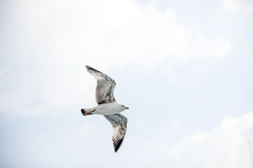 Flying lesser black backed sea gull bird with open wings during flight in front of blue sky with clouds