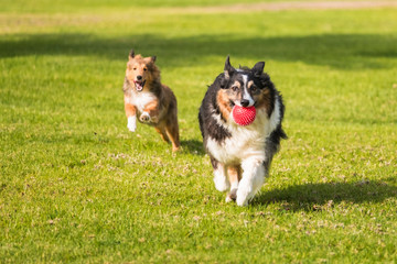 Couple of shetland dog playing together in friendship running with a red ball on a green meadow