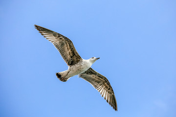 Flying lesser black backed sea gull bird with open wings during flight in front of blue sky with clouds