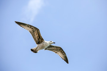 Flying lesser black backed sea gull bird with open wings during flight in front of blue sky with clouds