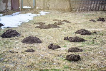 Earth mound of a mole on the garden, mound of a mole on the meadow