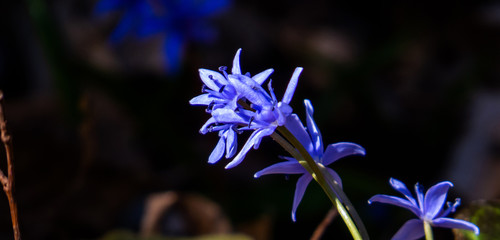 Blue flower