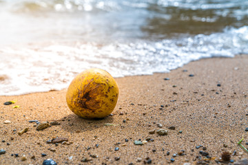 Fototapeta na wymiar coconut fruit on the beach illuminated by sunlight