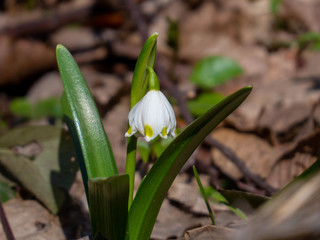 Snowdrop 